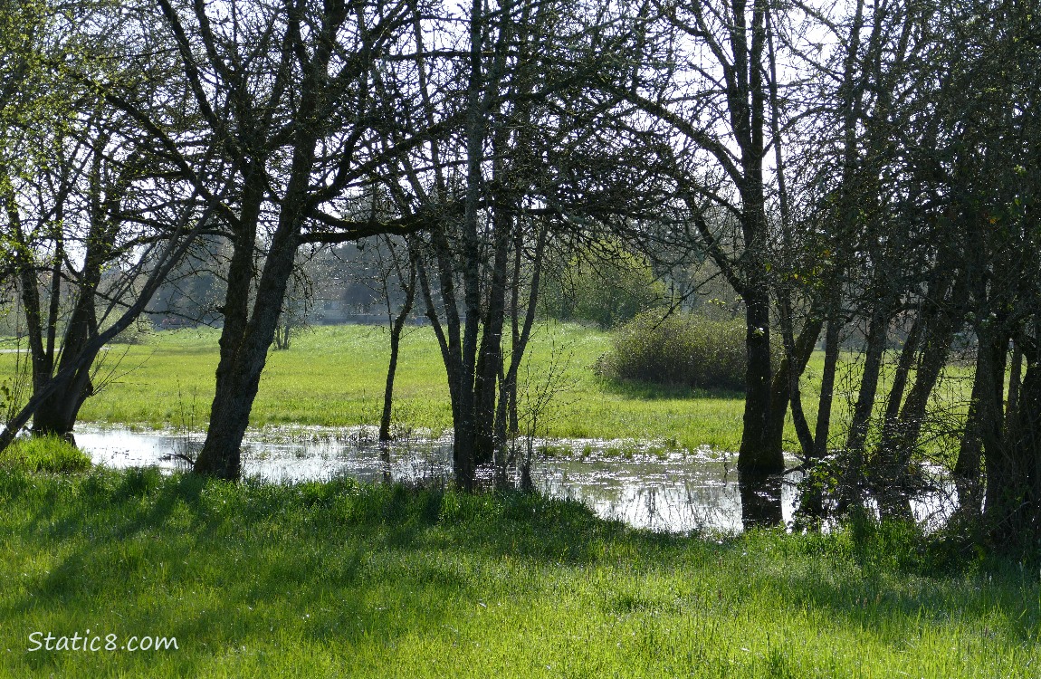 pond in grass with trees, the bike path in the distance