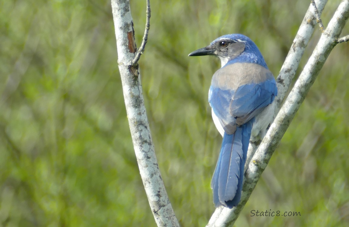 Scrub Jay standing on a white branch