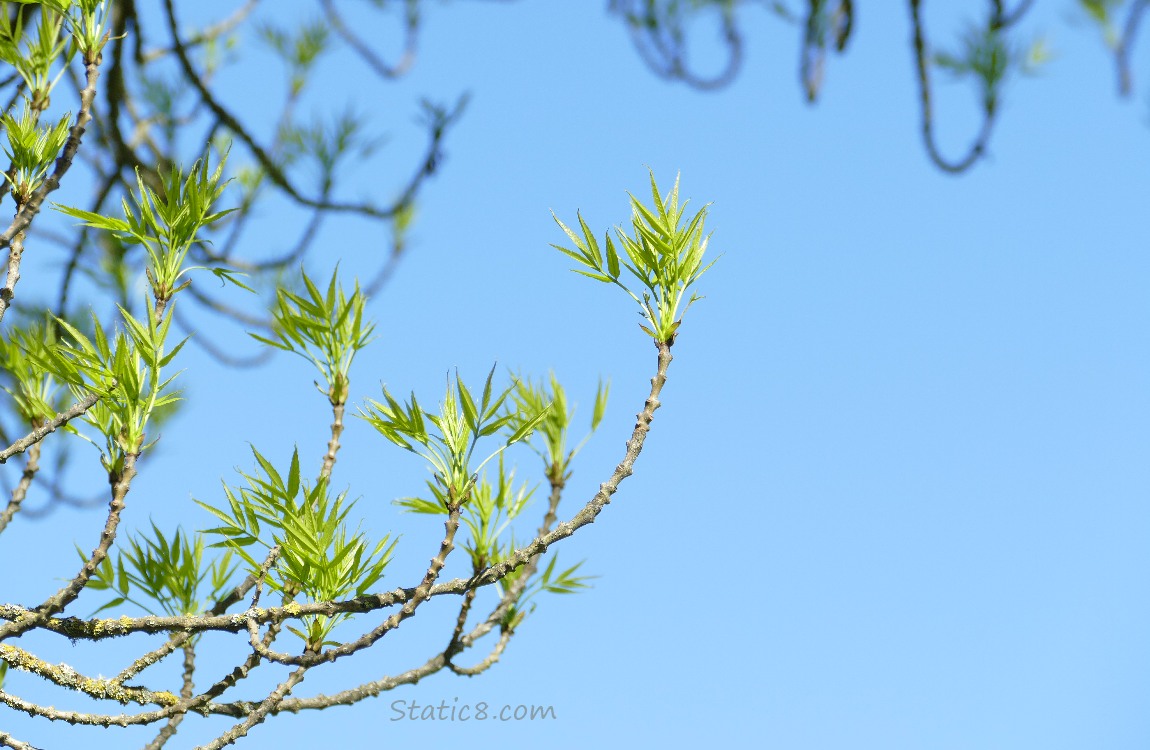 Tree leaves in front of a blue sky