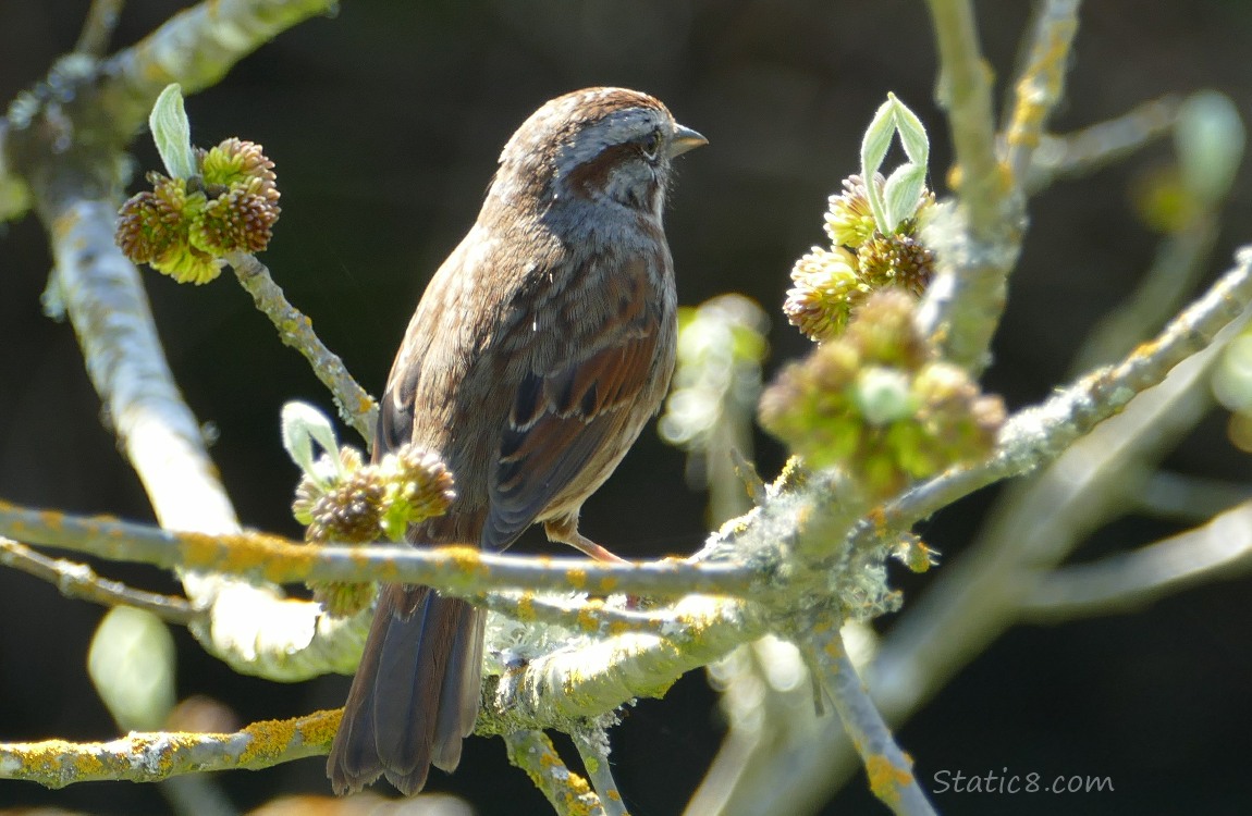Song Sparrow standing on a twig, surrounded by tree buds