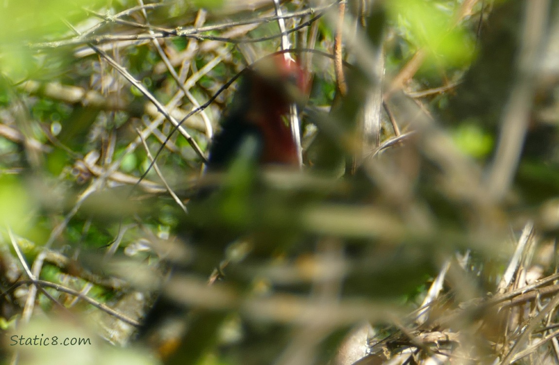 Blurry photo of a red bird behind many sticks