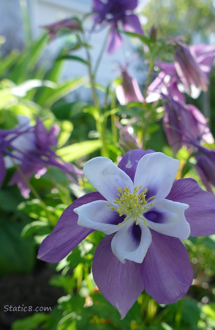 Purple and white Columbine blooms