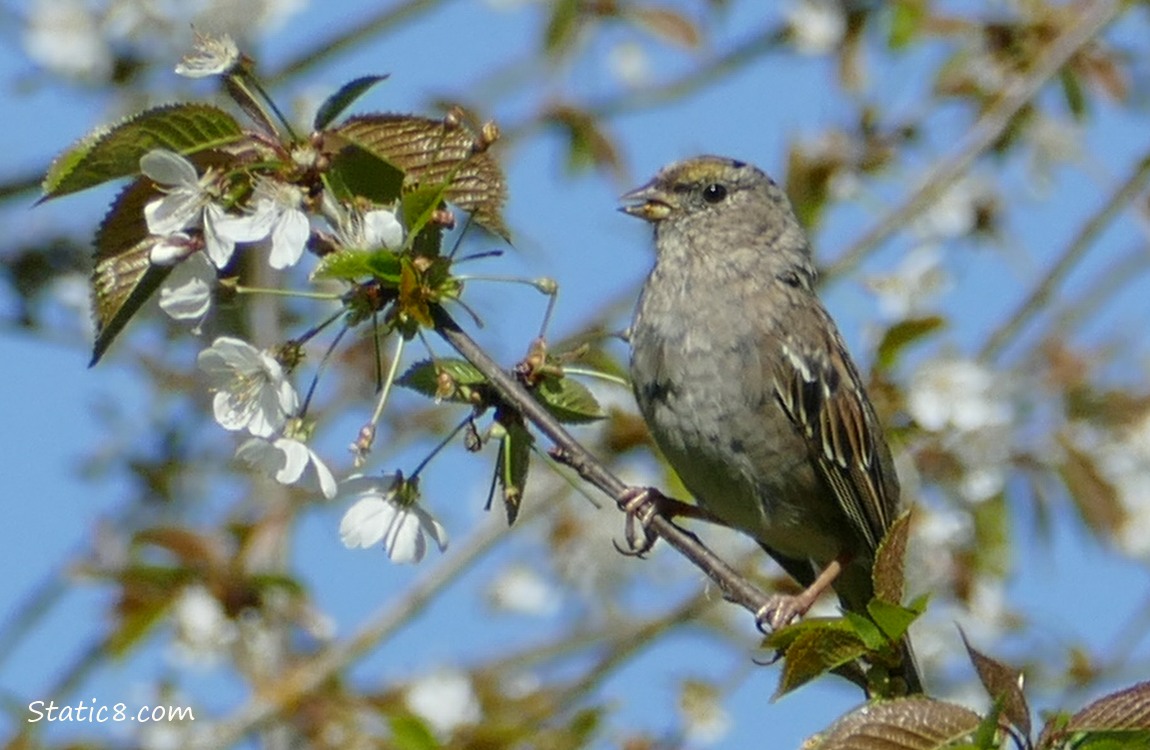 Golden Crown Sparrow standing on a Cherry Blossom twig