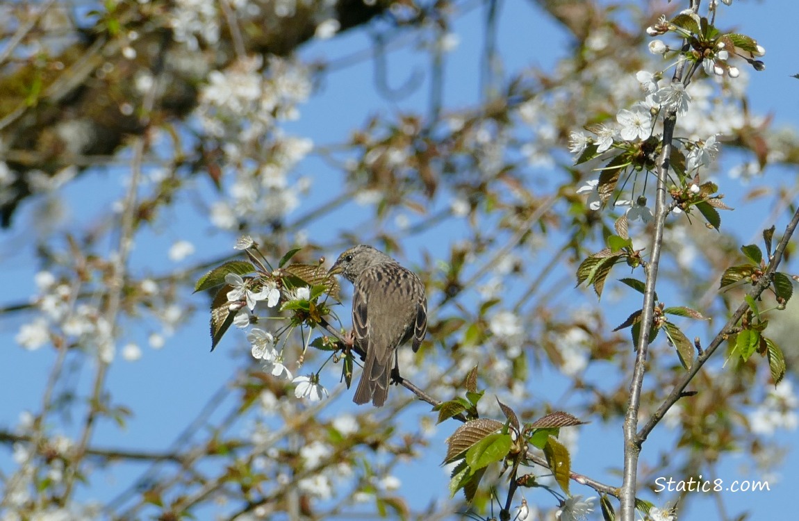 Golden Crown Sparrow in a blooming Cherry Tree