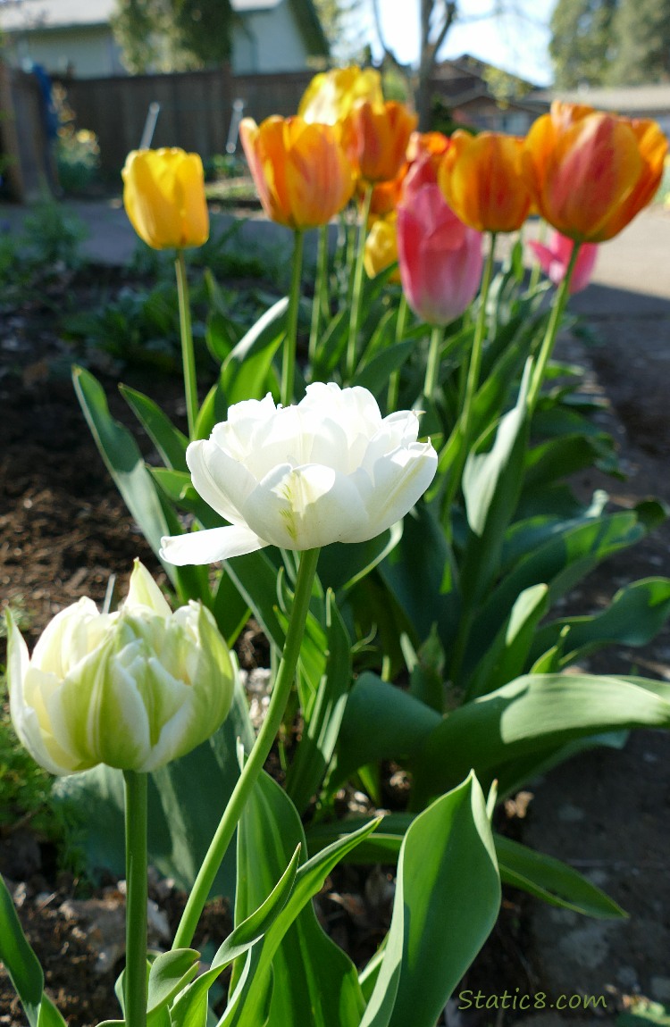 White tulips in front of orange tulips