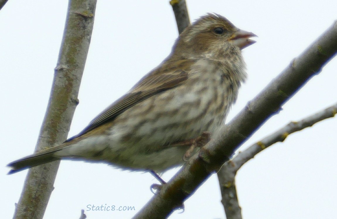 Female Purple Finch singing from a twig
