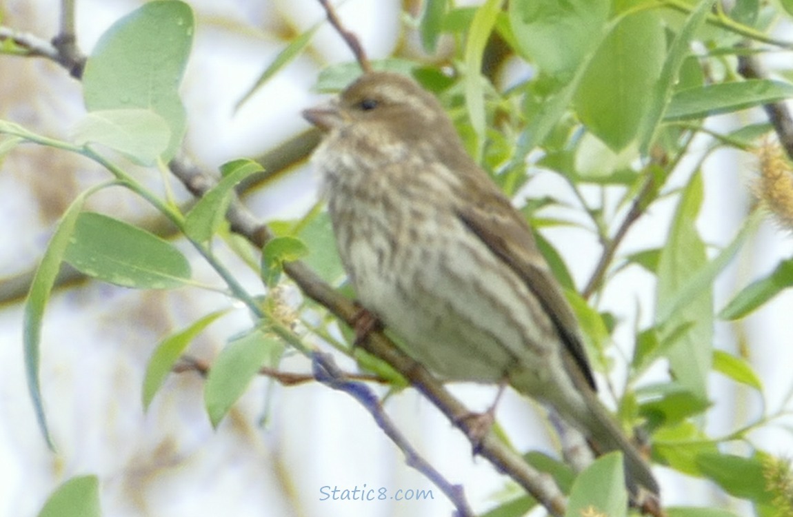 a blurry little brown bird standing on a leafy twig