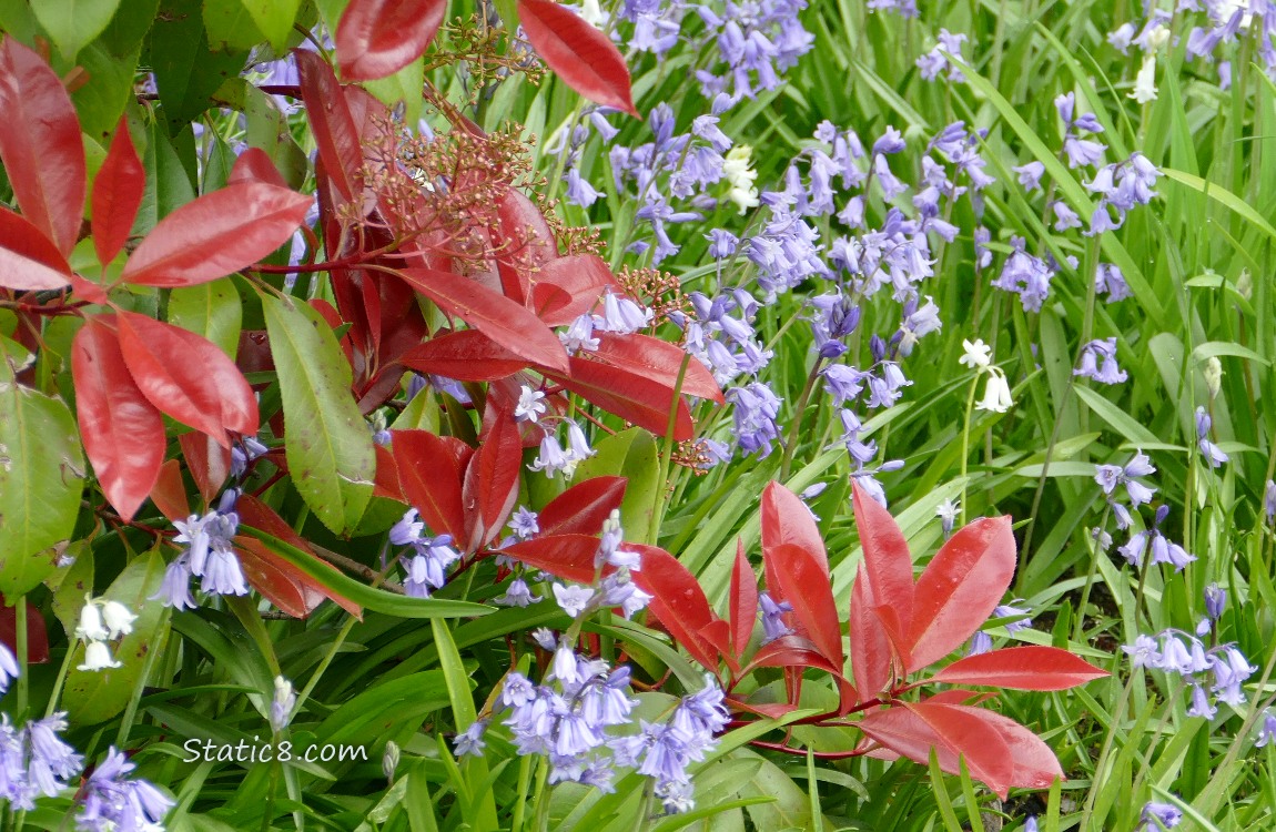 Spanish Bluebells with the red leaves of a bush