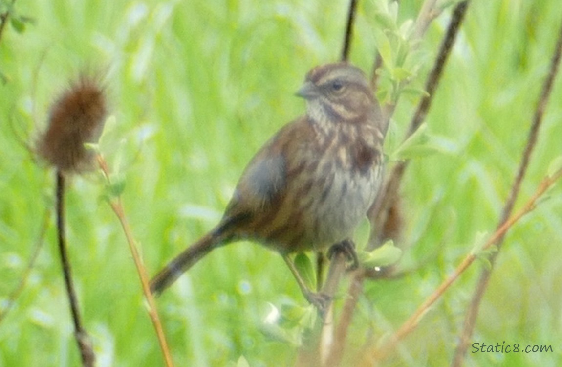 Song Sparrow standing on a leaning shrub stalk