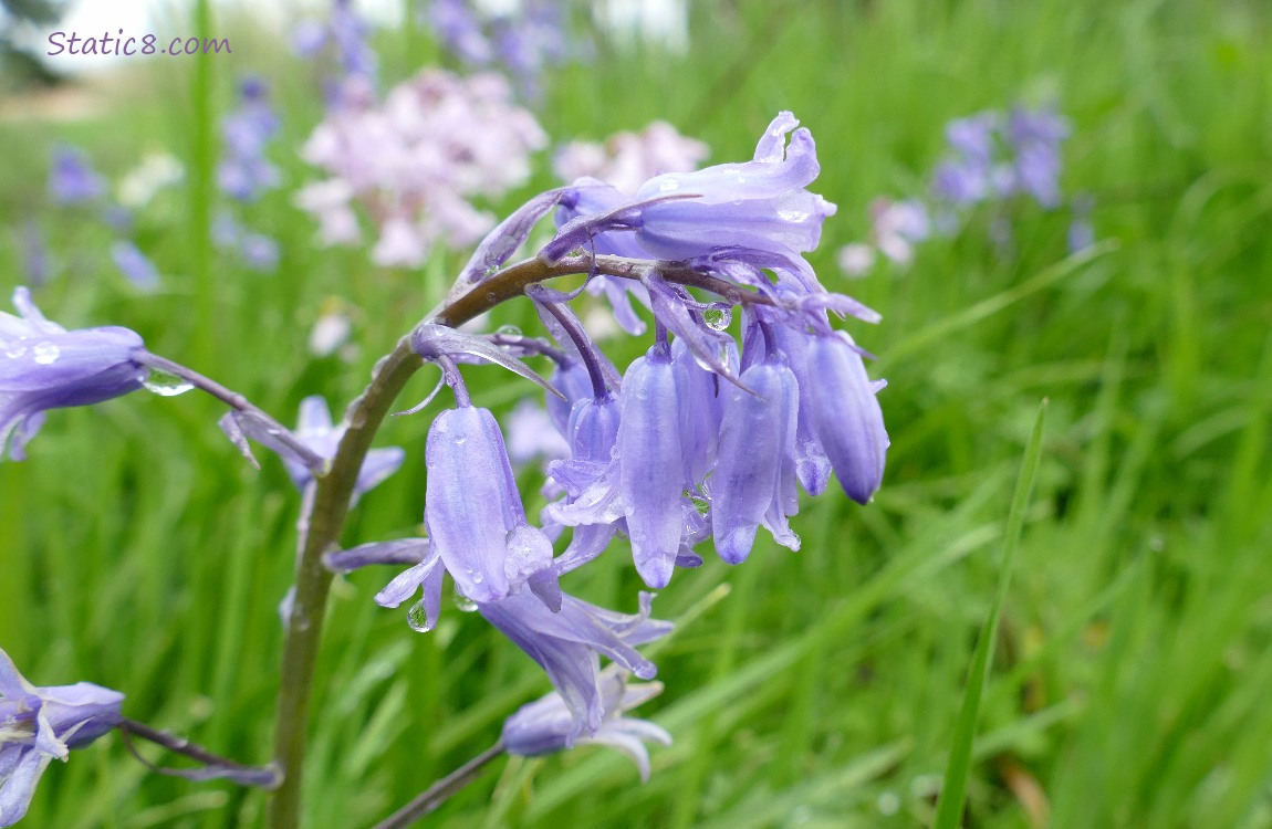 Purple Spanish Bluebells with pink ones in the background