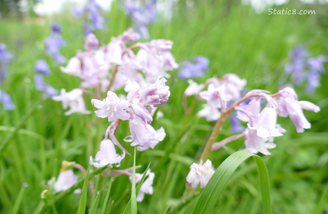 Pink Spanish Bluebells with purple ones in the background