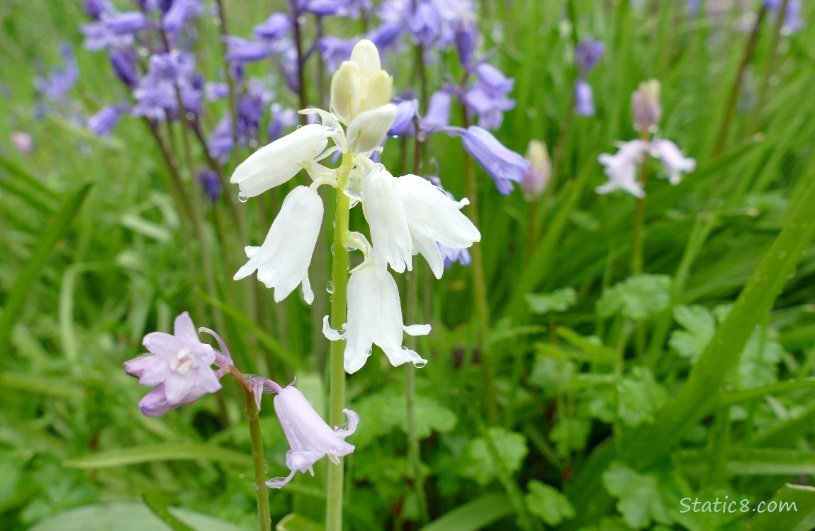 White Spanish Bluebells with purple ones in the background