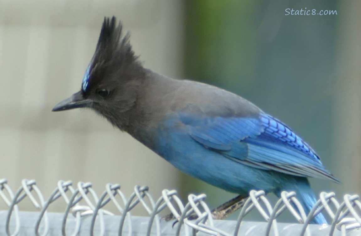 Steller Jay standing at the top of a chain link fence