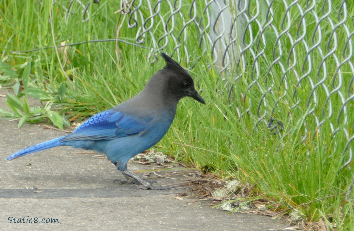 Steller Jay standing on the path, looking at the bottom of the chain link fence