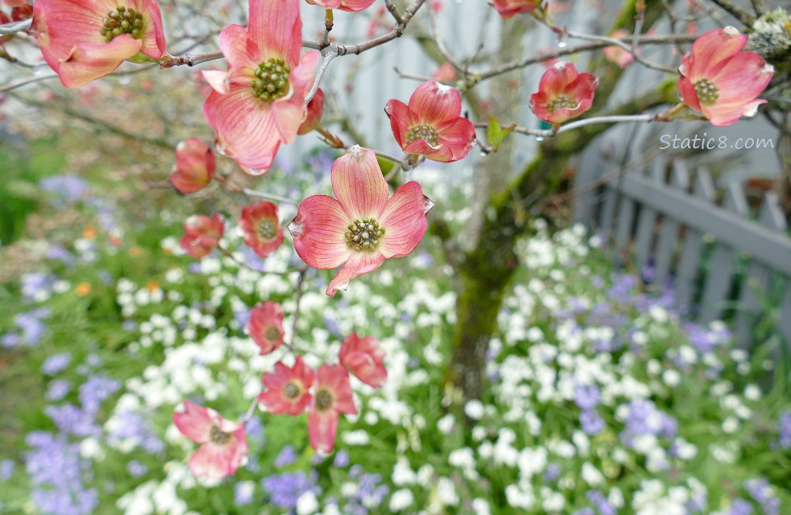 Dogwood blooms with Spanish Bluebells in the background