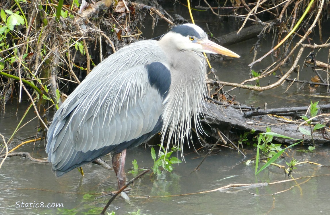 Great Blue Heron standing in the water near the bank
