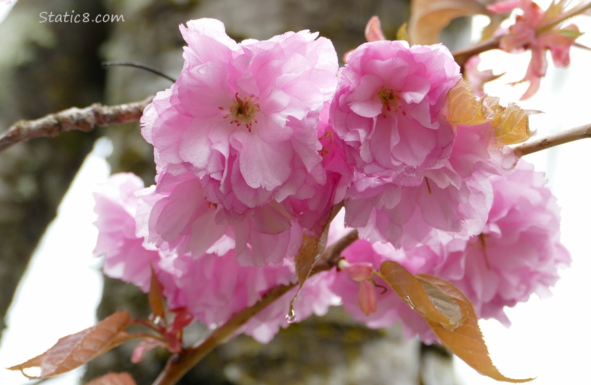 Pink ornamental Cherry Blossoms