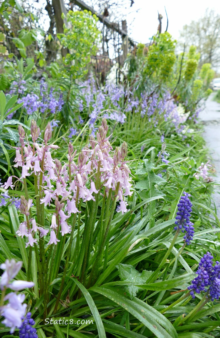 Pink Spanish Bluebells with other flowers