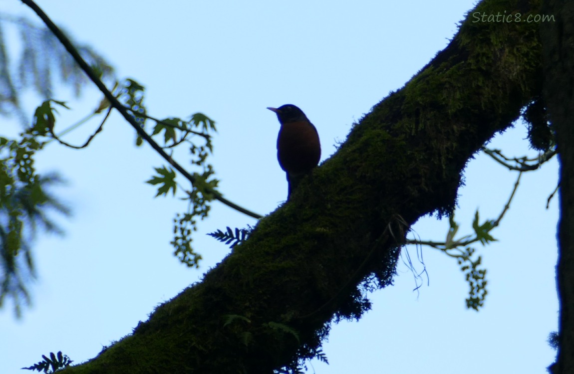 Silhouette of a robin standing on a tree branch