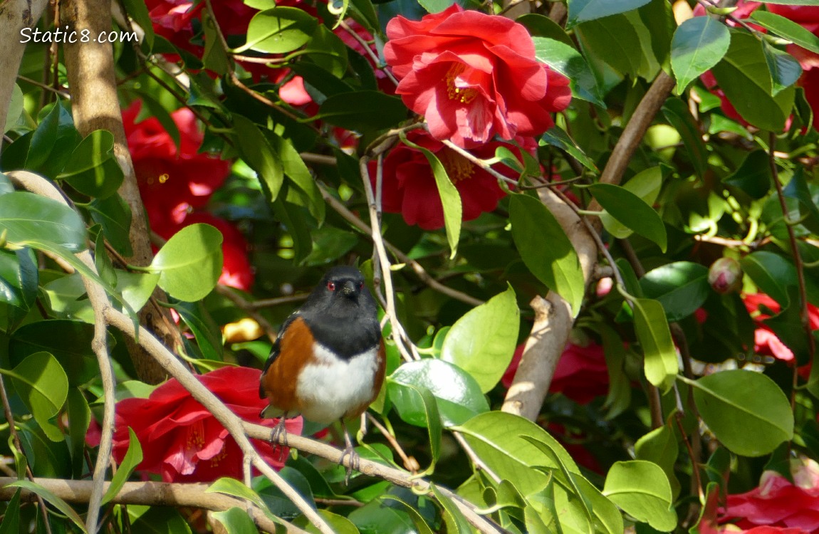 Towhee in a blooming Camellia bush