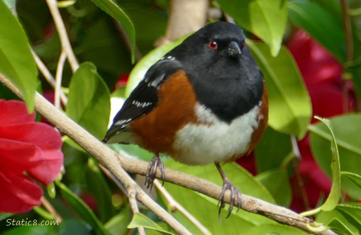Towhee standing in a Camellia bush with red blooms