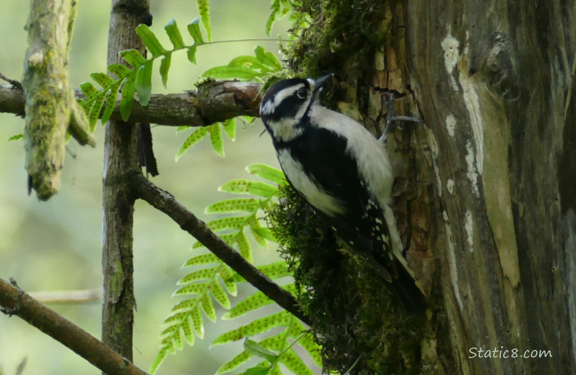 female Downy Woodpecker standing on the side of a tree trunk looking at moss