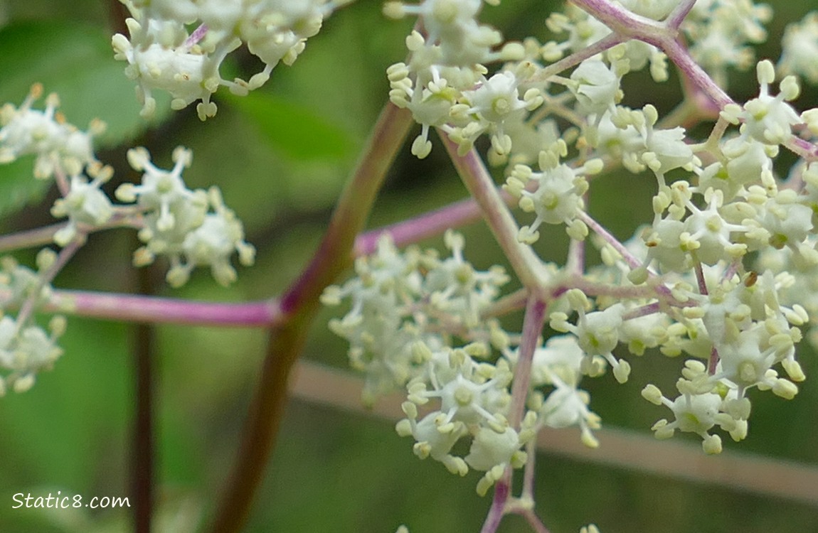 Close up of Elderberry blooms on the tree