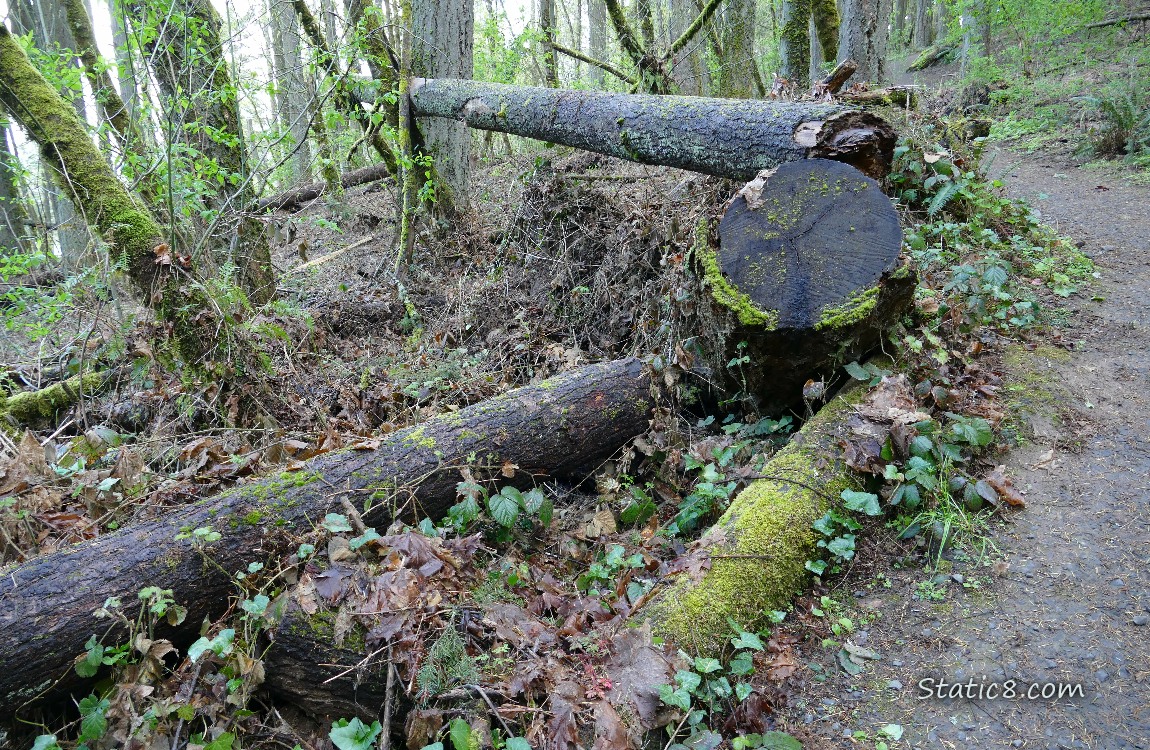 Fallen trees next to the hiking path