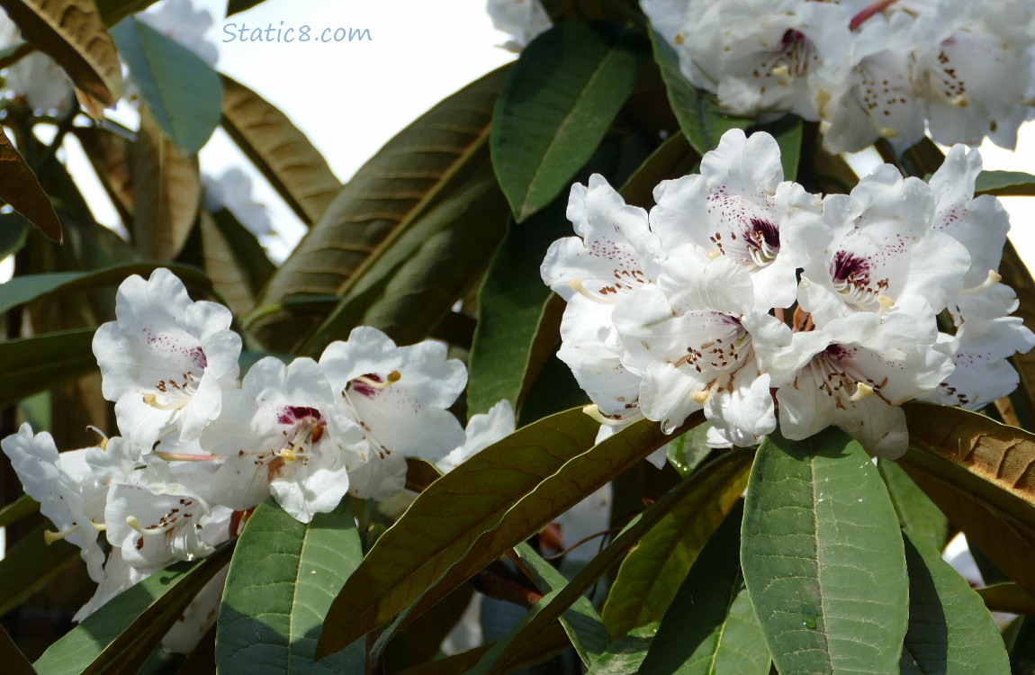 White Rhododendrons on the bush