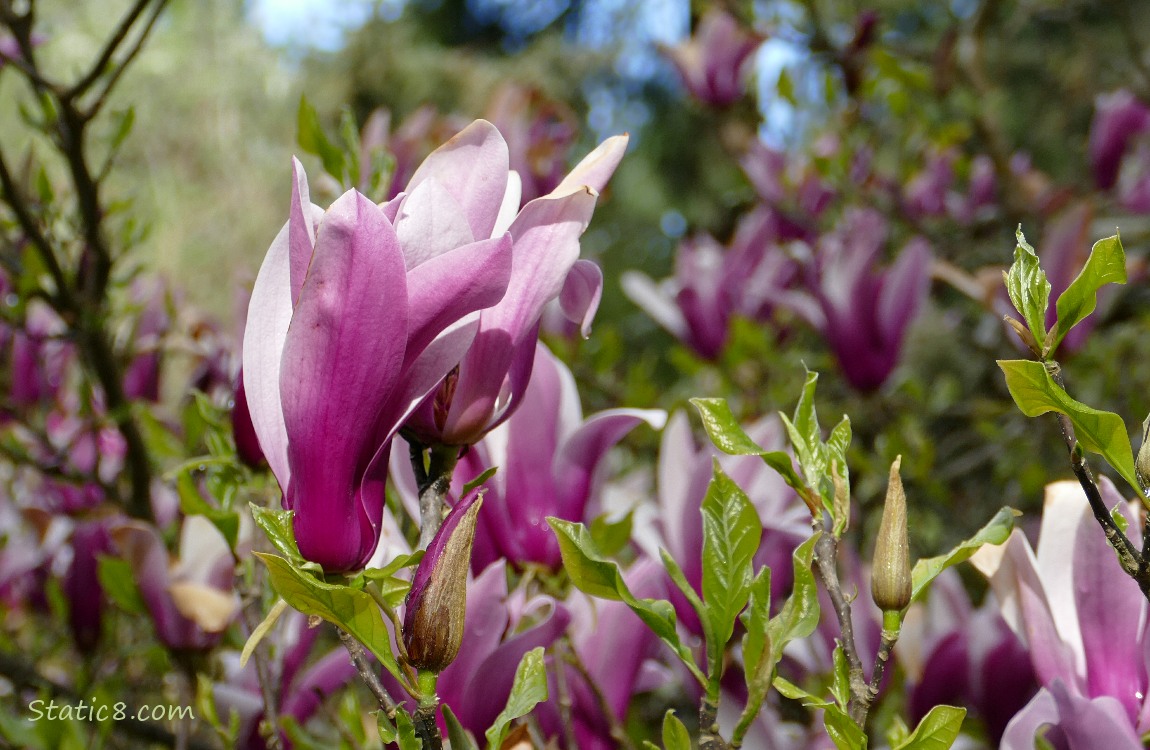 Purple and white Saucer Magnolia blooms