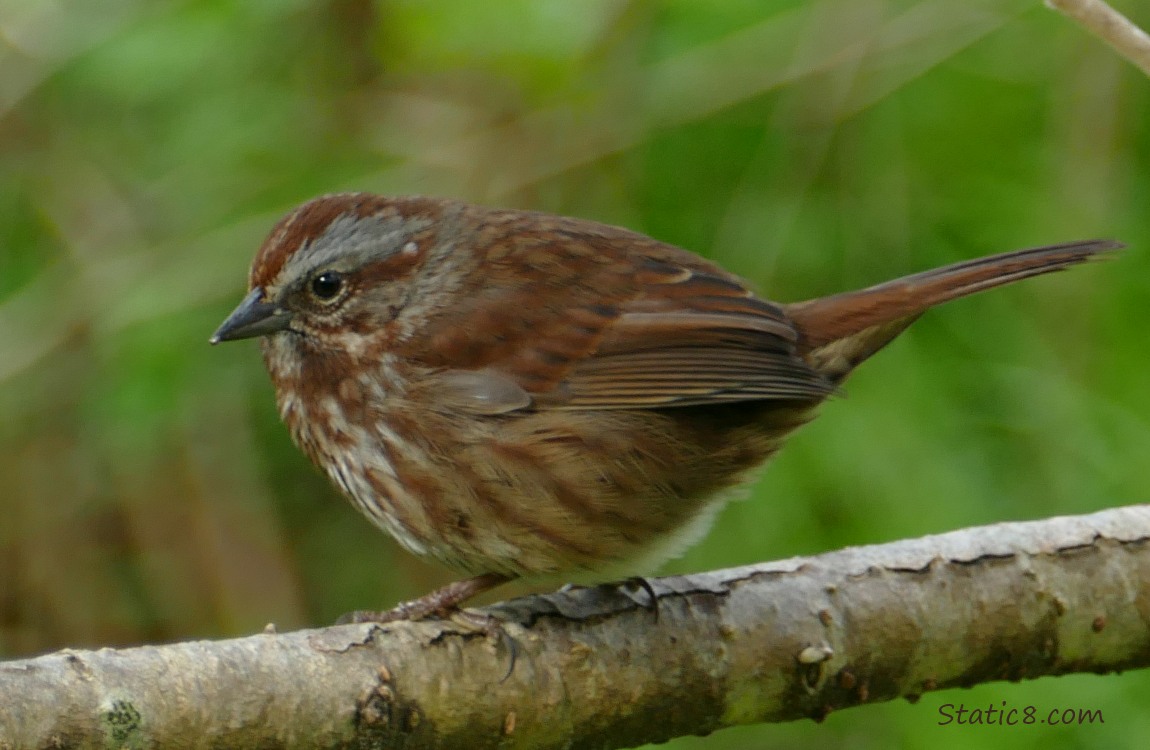 Song Sparrow standing on a branch
