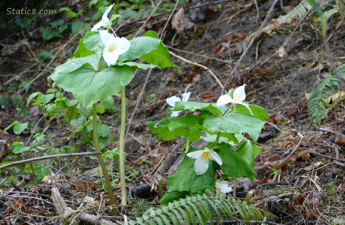 Trillium blooms on the forest floor