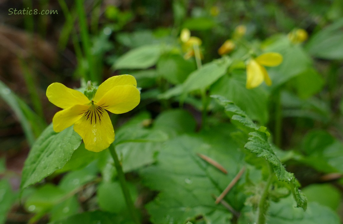 Yellow wild Violet blooms growing on the forest floor