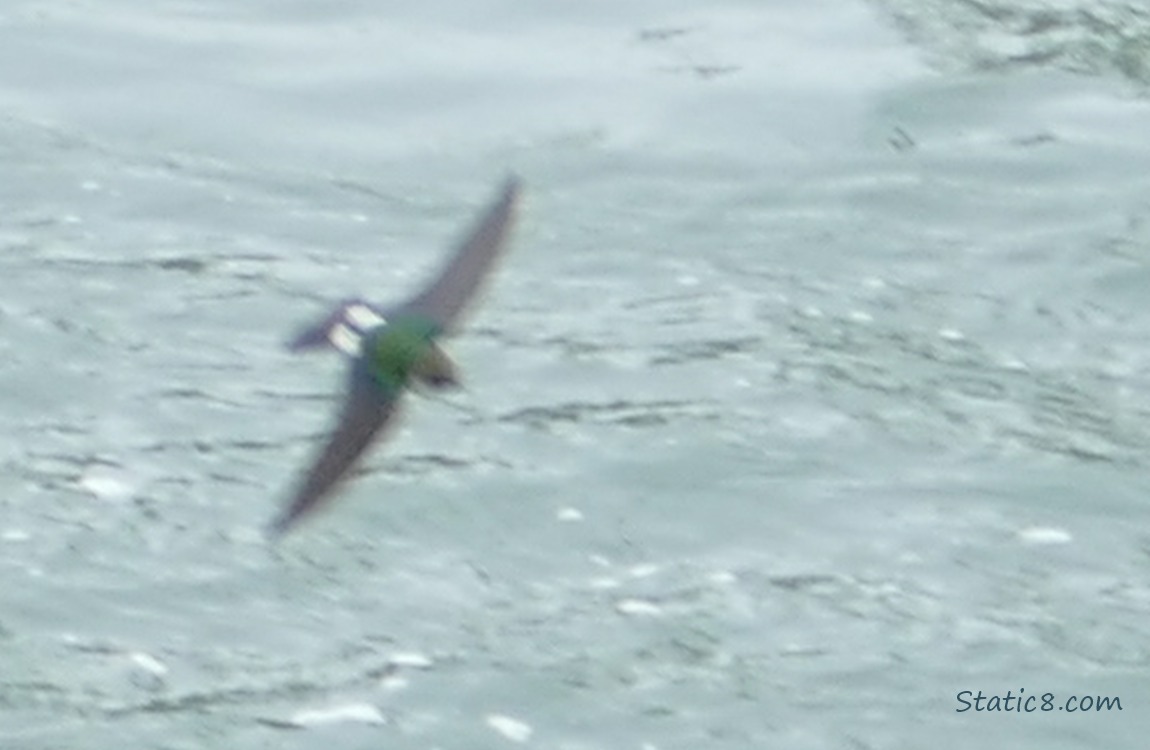 Blurry Violet Green Swallow flying over the river