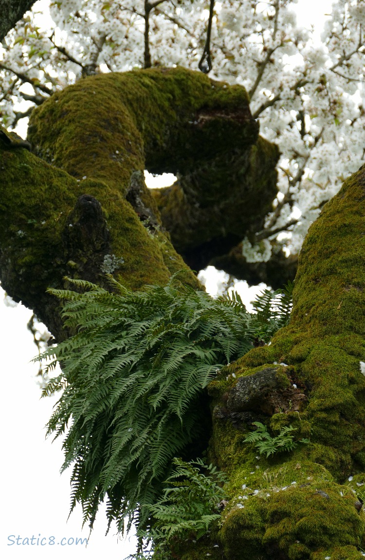 Looking up a tree trunk full of ferns