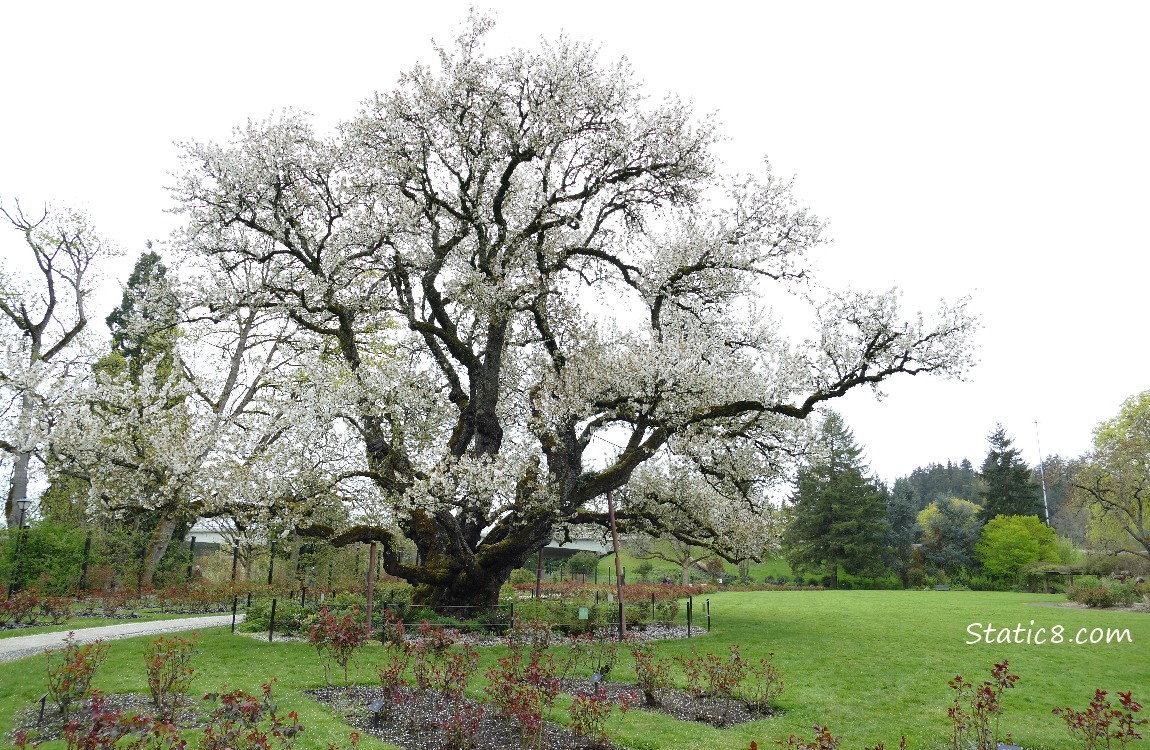 blooming Cherry Tree surrounded by rose garden beds