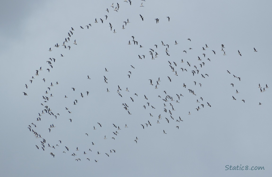 a hundred flying geese