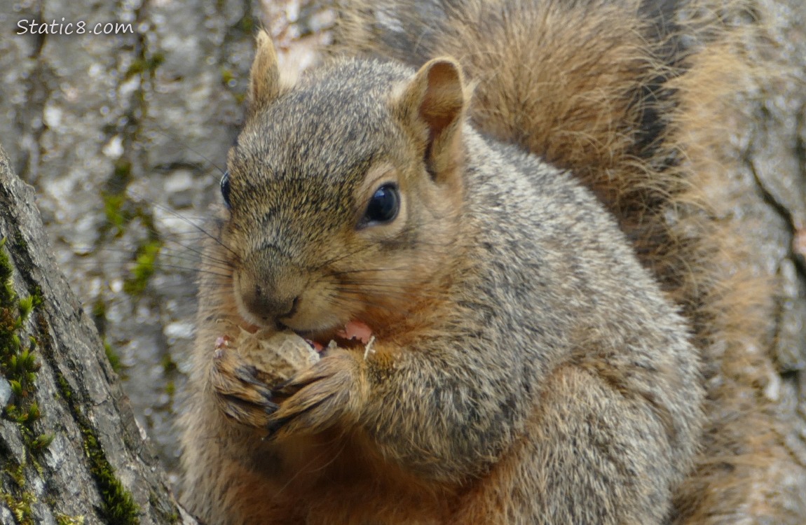 Squirrel eating a peanut in the shell, sitting in the crook of a tree