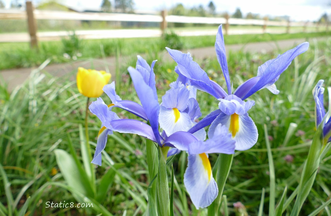 purplish blue irises with a yellow tulip in the background