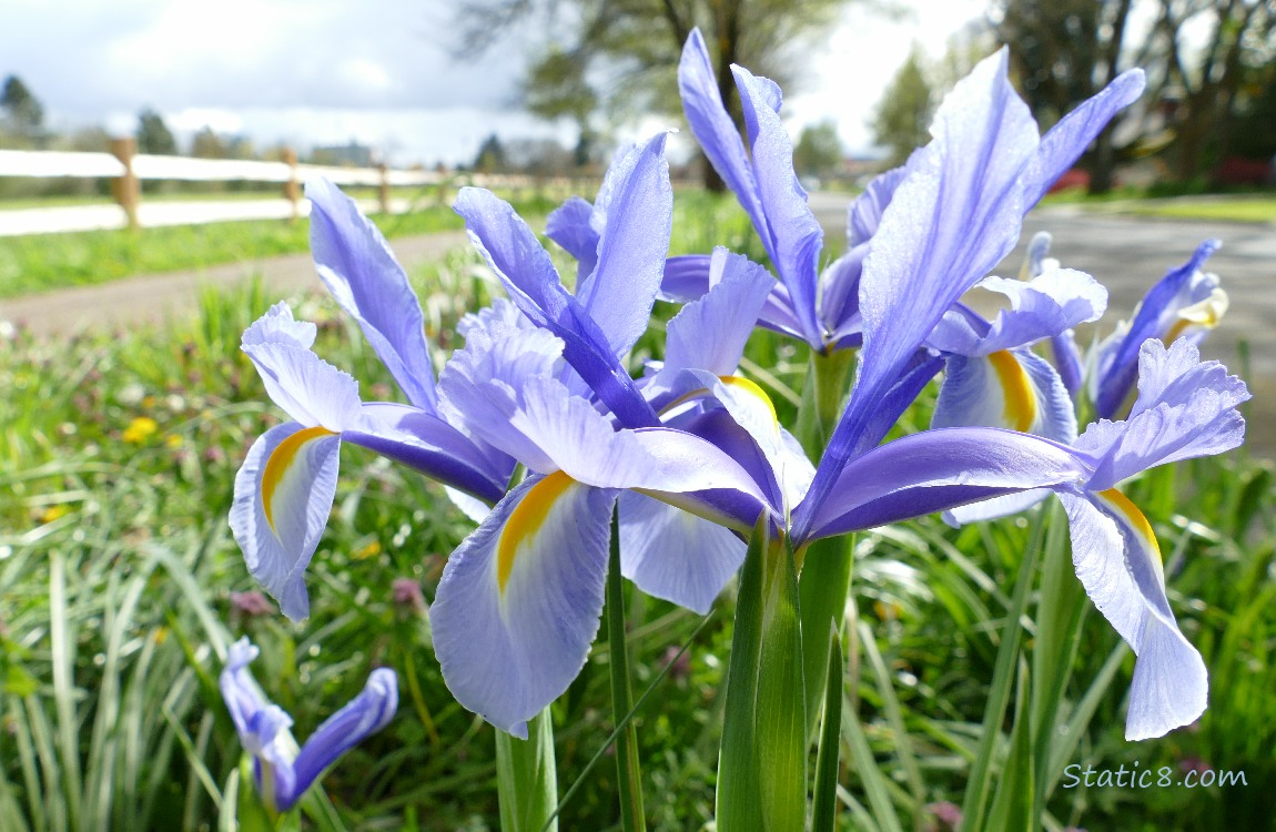 purplish blue irises with a yellow tulip in the background