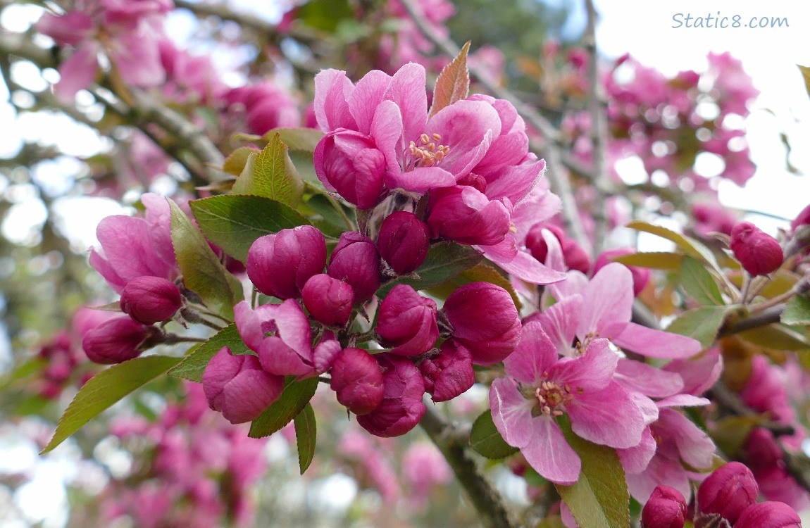 bright pink tree blossoms