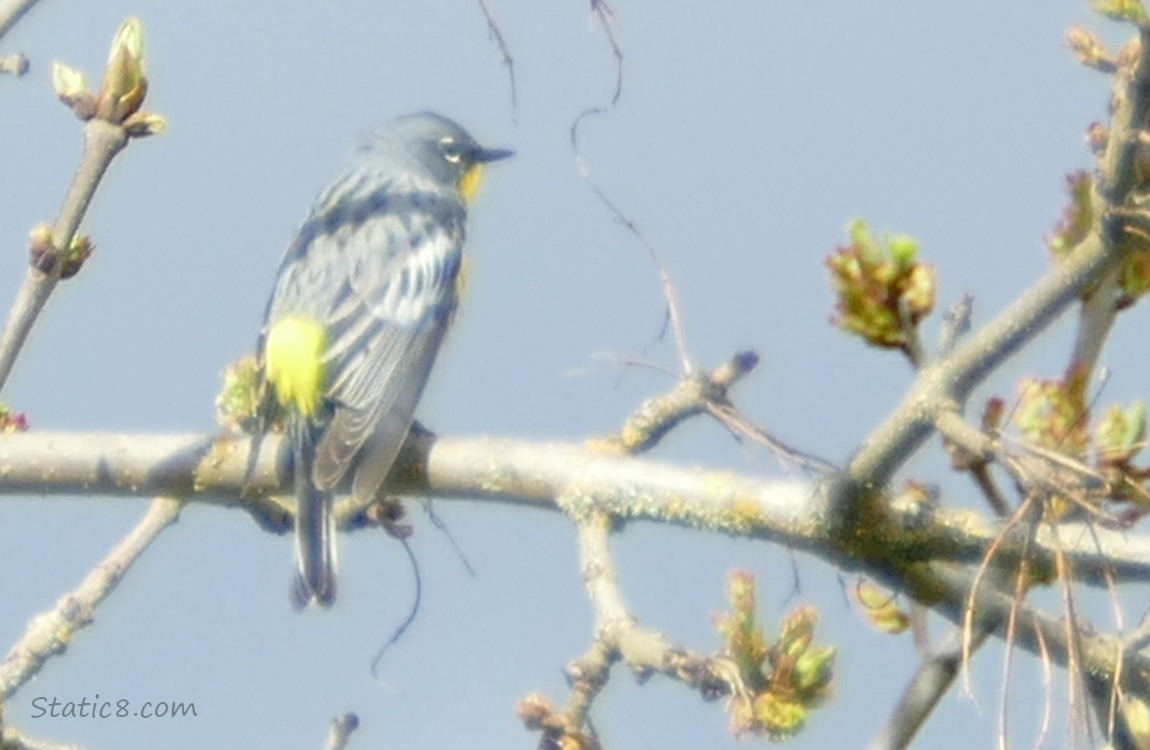 Yellow Rump Warbler standing on a stick with leaves budding out