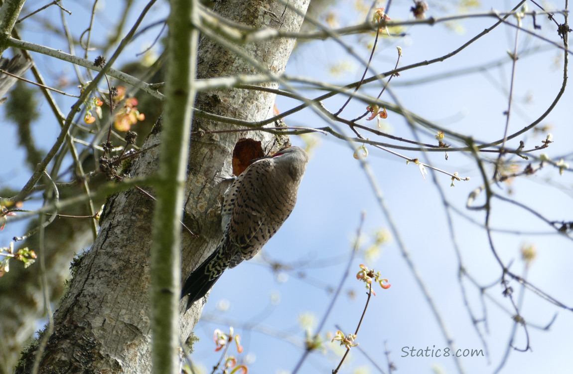 Flicker at his nest hole
