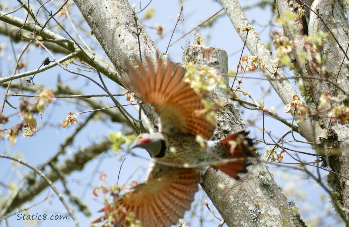 Flicker taking flight from his nest hole
