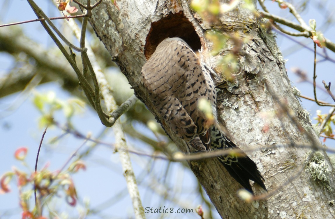 Flicker with his head in the nesting hole