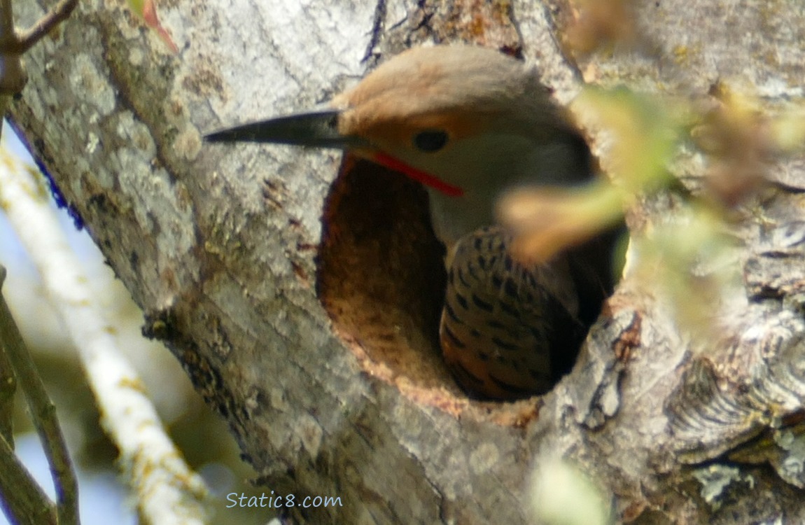 Flicker poking out of his nest hole