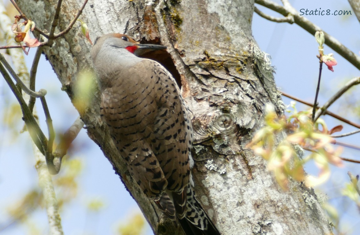Flicker at a nest hole