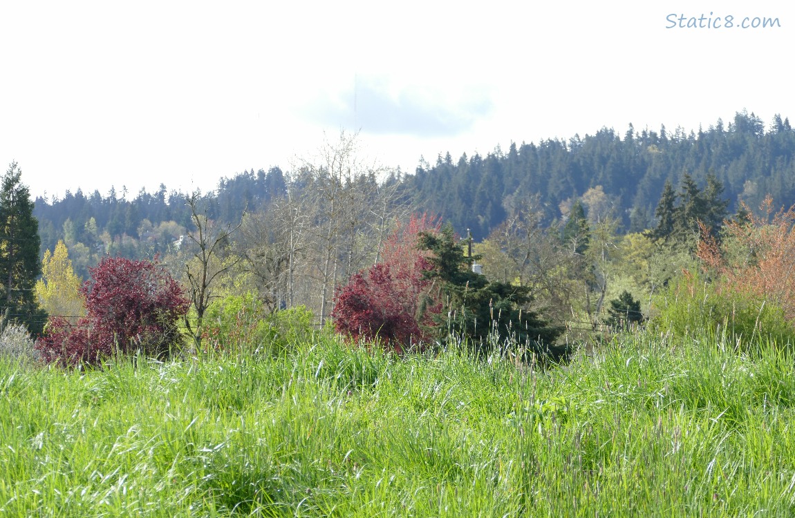 Different coloured trees with fir covered hills in the background