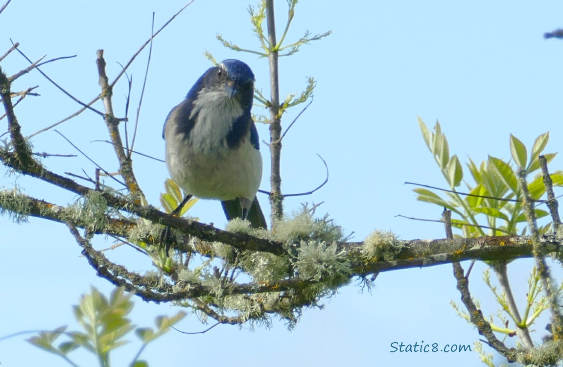 Scrub Jay standing on a twig with new tree leaves budding around