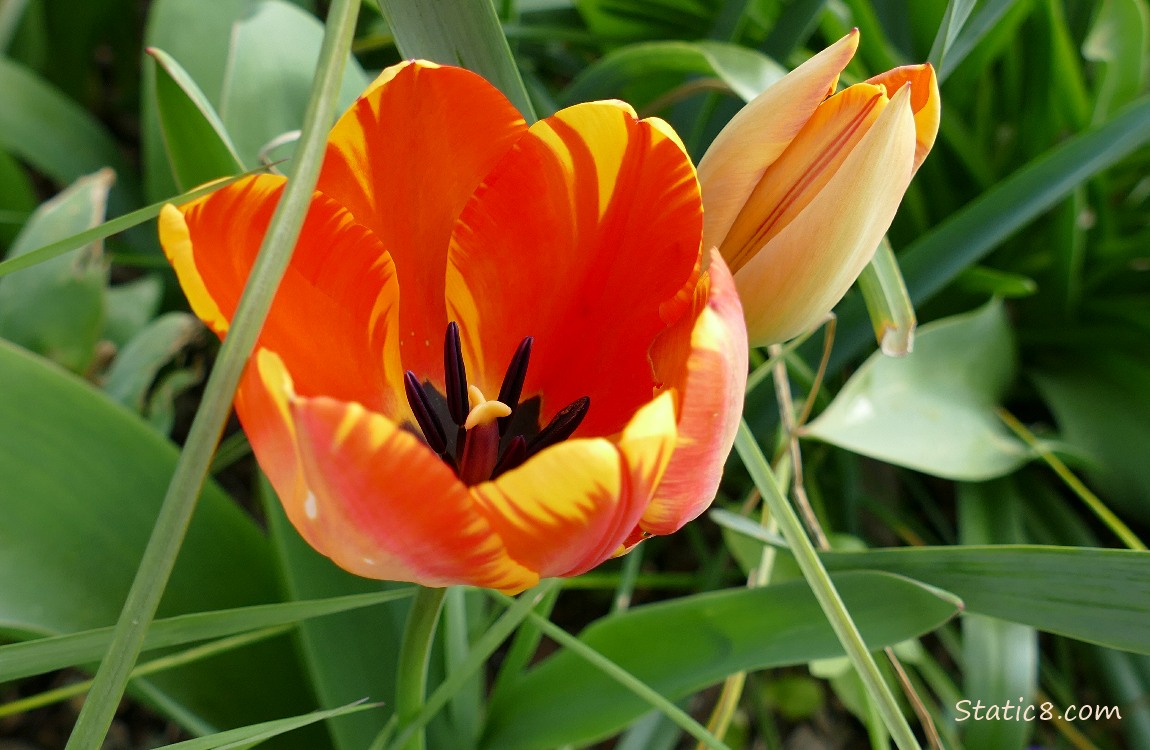 Looking down into a striped orange tulip